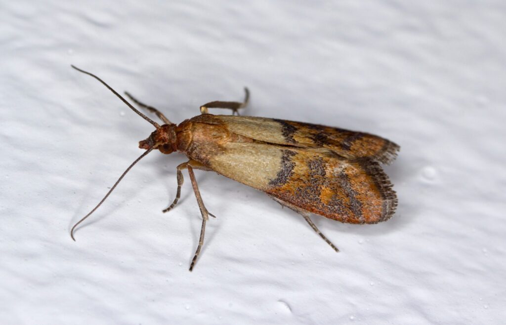 Blog - Are You Having A Hard Time With Pantry Moths In Everett?